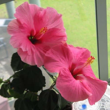 Hibiscus Bed & Breakfast Waihi Ngoại thất bức ảnh