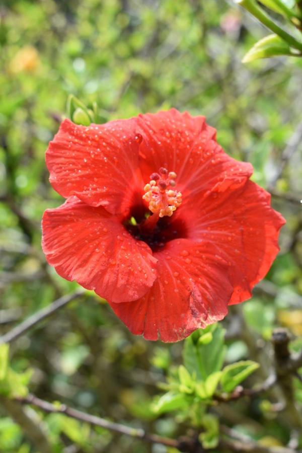 Hibiscus Bed & Breakfast Waihi Ngoại thất bức ảnh